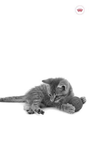 Neutering brings lifelong benefits but it also changes how your kitten’s body manages energy. Tailored nutrition helps ensure steady growth, strong muscles, and healthy weight management from the start. Give your kitten the right start with Royal Canin’s Kitten Growth Program. (Neutering, Kitten care, Royal Canin, Kittens of instagram, muscles, healthy, nutrition, growth) | Royal Canin | Facebook