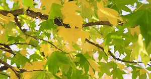 Pexels Evgenij Mikhailov视频