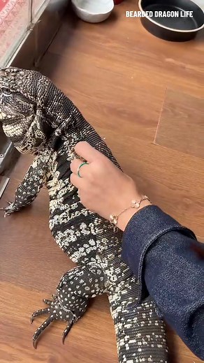 54K views · 349 reactions | Tegu Lizard Peeling Dry Skin Satisfying...