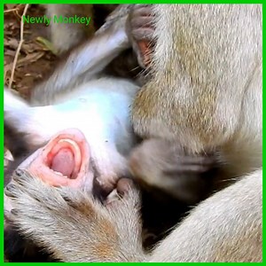 22K views · 417 reactions | How this bad mother monkey mistreated her own baby / Very pity baby extremely hurt by own mother | Newly Monkey | Facebook