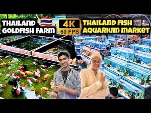 Thailand Goldfish Farm Tour 🇹🇭 | Biggest Thailand Fish Aquarium Market | 4K 60FPS | Kami razzaq