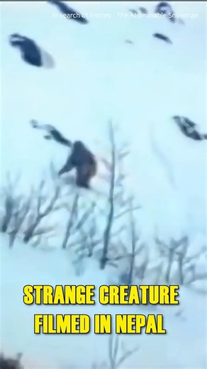 YETI Caught on Camera