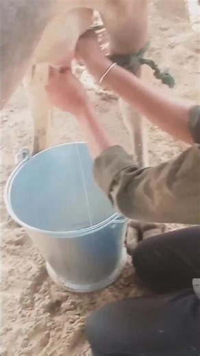first time cow milking/colostrum extraction 😊 #desiviilagelifetstyle #song