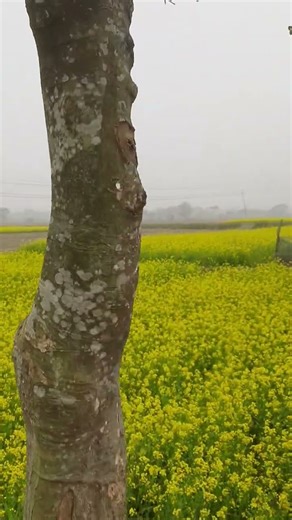 Durood Ibrahim | Egzon Ibrahimi | The Muslim Legacy 🕌✨