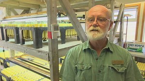 Got wildflowers and tall grasses in your yard? John Morgan of Prairie Habitats Inc. talks about how important it is to include Manitoba native plants in our landscape. | CBC Manitoba