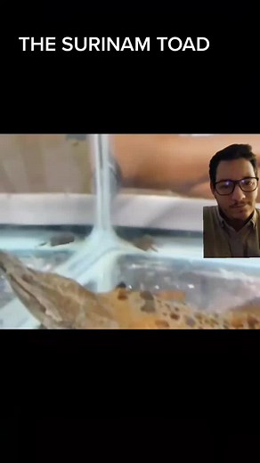 The Bizarre Reproductive Cycle of Surinam Toads