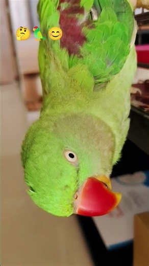 #funny #kashmirakiduniya #trendingshorts #vairalshorts #vairal #ytviral