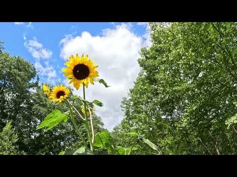 Peaceful Sunflower Meditation for Relaxation & Inner Calm | Still Waters ASMR