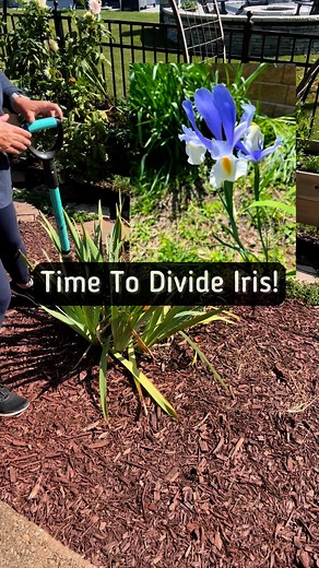 Late summer early fall is a great time to divide Iris. You can also transplant this time of year. They want at least six hours of sunlight and well drained soil. They don’t like to be planted very deeply. lots of people‘s iris after five years or so stop blooming. It’s a good idea to divide them to keep the roots from getting too tight which prevents blooming. I can’t always respond to comments so for those of you that are experienced gardeners, please jump in and help as much as you can. I am a