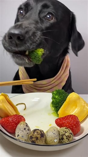 Dog eat so cute #dogeat #dog #eat #eating #mukbang #foryou #tiktok #fyp | Your pet