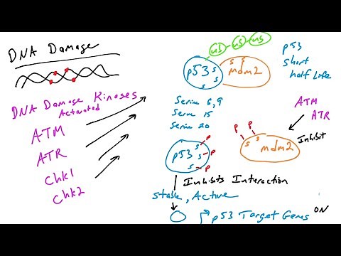 p53: Regulation by post-translational modifications