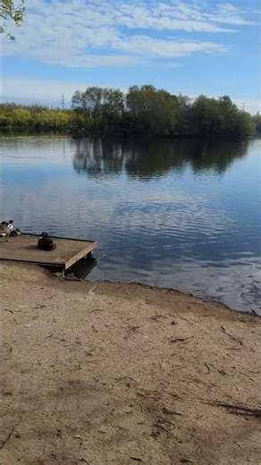 Swans Swimming #swans#viral#hope