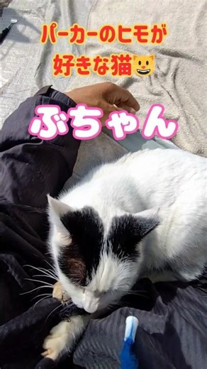 【地域猫】パーカーのヒモが好きな猫😺＃地域猫＃保護猫＃野良猫＃ボウイ＃氷室京介