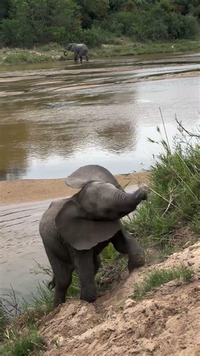 Playful Elephants on River Side |