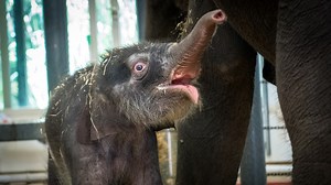 Meet Nelson, the baby elephant born at the Houston Zoo