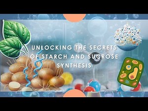 starch and sucrose synthesis