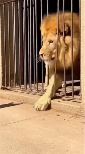 Wild encounter caught on camera amazing dog and lion interaction #dog #lion #wildlife