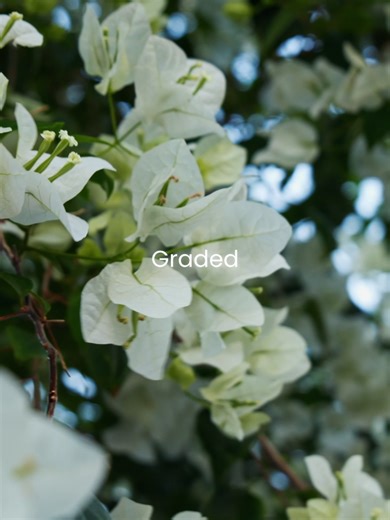 Color Grading Techniques with Canon R50V