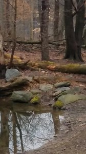 1.4M views · 61K reactions | Just a little howl from the tour this morning for you all! | Lakota Wolf Preserve | Facebook