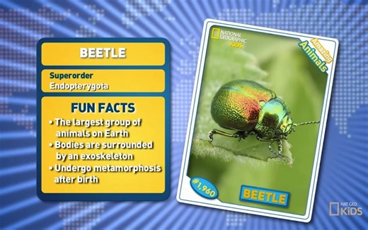 Beetle-Amazing Animals 神奇的动物