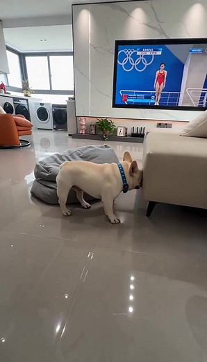 Learn AI with Bulldog: Dog Training, Talent, and TikTok Tips