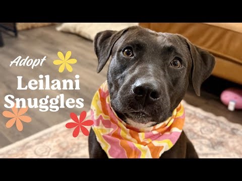Leilani Snuggles | Professional Cuddle Bug