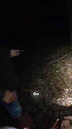 Unbelievable Recovery: Dog Finds Deer STILL ALIVE After Hours in the Swamp! 🤯