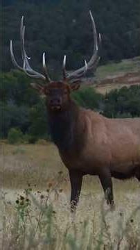 An Archery Elk Hunt - Best Elk Bow Hunting #bowhunting