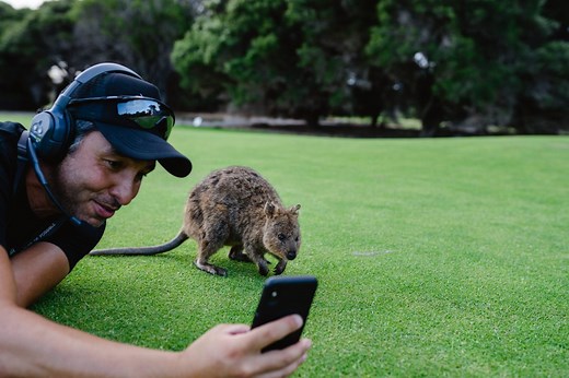 How to take a quokka selfie