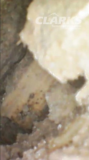 Clark's Pest Technician Catches Termites in Wall
