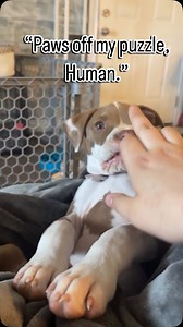 10K reactions · 2K shares | You’ve got your snacks, I’ve got my puzzle. Let’s not cross any lines here. Dog approved and human obsessed or jigsaws are made for quiet nights, wagging tails, and that sweet last piece satisfaction. Follow at paw print puzzle studio for your daily dose of dog joy and puzzle piece – and find your next favorite design today. | Pawprint Puzzle Studio | Facebook