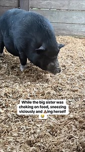 8.3K views · 67 reactions | My pig choked on her own food because she was eating too fast. Luckily she was okay. I thought I would have to do CPR on a pig. I also consulted the vet and they said Pig aspiration on adult pigs is very rare so I shouldn’t worry. Thank you God #minipig #potbellypig #funnyanimals #crazy #farmlife | Rinearsons Ranch | Facebook