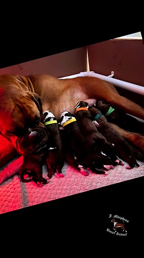 Update 10 puppies 🫣🥰 JJ is a dad again — proud father of 8 little boxer puppies from the wonderful Monica! All 8 babies are doing great, and mama is doing well too. Roxy Houliston #boxer #boxerpuppies #newbornpuppies #dogfamily #boxerlove #boxerlife #kutyák #boxerkutya #kutyacsalád #büszkeapa #kutyabébik #kutyásélet #boldogság #kutyabarátok #puppyjoy #boxerpuppies #dogsofinstagram #puppylove #kutyabébik #boxerlovealways #fypageシ | J Morpheus Boxerkennel