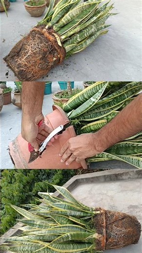 Overgrown Snake Plant Fix ✂️ | Simple Propagation #shorts #snakeplant #plants