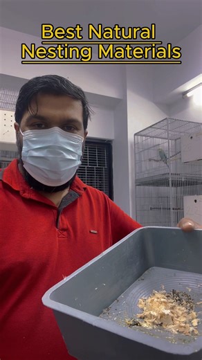 Some budgie pairs make their nest box very dirty during the breeding season. For those pairs only, I use wood shavings as nesting material to keep the eggs clean and protect the chicks. For all other pairs, I do not use any nesting material, because budgies naturally prefer a clean, flat wooden base for safe egg rolling and proper incubation. This short video explains how I manage different breeding behaviors and maintain hygiene in my breeding boxes. #BudgieBreeding #BudgieCare #Budgerigar #Bre