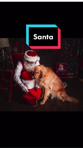 Golden Retriever Santa Dog Snow Globe - TikTok Holidays