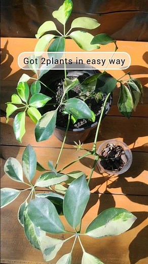 Schefflera Propagation in easy way🌱 grow by cutting #propagation #gardening #care #schefflera