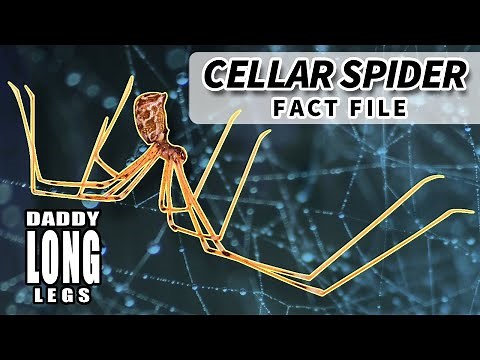 Cellar Spider Facts: aka Daddy Long Legs Facts 🕷️ Animal Fact Files
