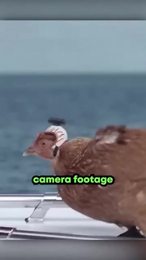 Innovative Chicken Camera Stabilizer for Smooth Footage
