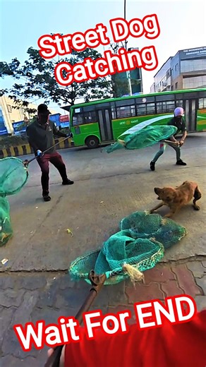 Street Dog Catching Van #dog #ytshortsindia #shorts #ytviral #dogwithpublicsafety #animals #rescue