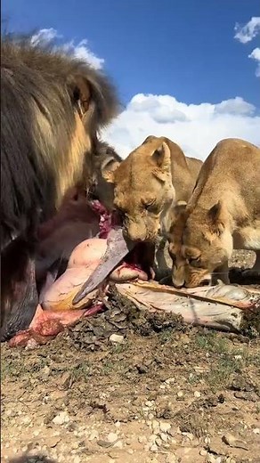 “When Lions Eat – Nature’s Fierce Hunters in Action!