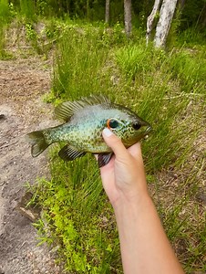 Nothing like a Bluegigi 🎣#pondfishing #bluegill #funny #catchandrelease | Pluff Mud Princess Outdoors