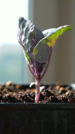 Growing Red Cabbage From Seed Time Lapse – 95 Days