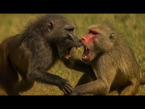 Chacma Baboon vs Mandrill – Which Is The Strongest Monkey Species?