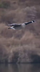Canada Goose approach and landing | Srikanth Boga Photography