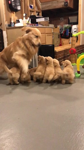 Puppy playtime 😃❤️ #goldenretrieverpuppies #puppyplay #puppylife | Golden Retriever