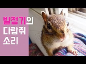 Chipmunk chirping sounds