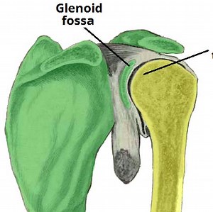 Examination of the Shoulder Joint - TeachMeSurgery