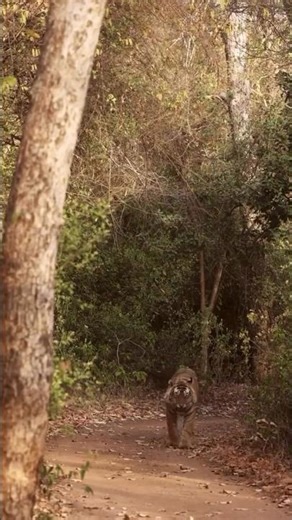male tiger growling #subscribe #tiger #wildlife #viral #shorts #wildlifephotography#short#viralvideo