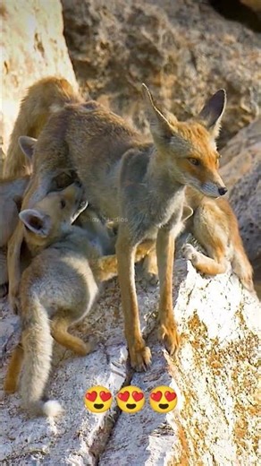 Nature’s Surprise — A Fox Feeding Hungry Kittens#AnimalFriendship #UnexpectedBond